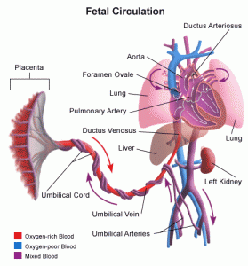 Anatomy of the Umbilical Cord