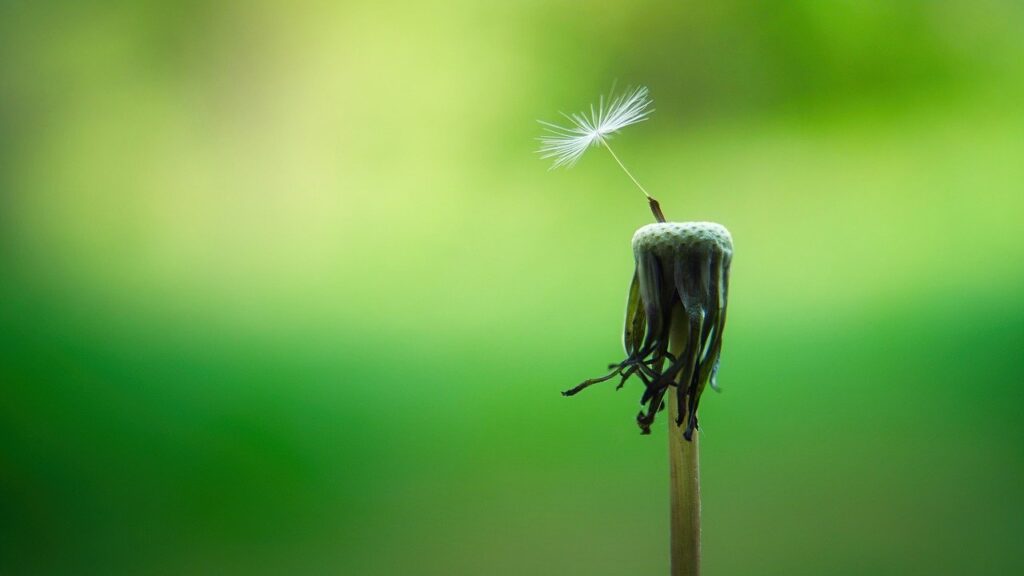 dandelion stalk with single seed still attached on vibrant green blurred background