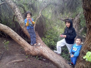 Boys in tree with Glee Gum