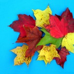 fall-leaves-4-1513268