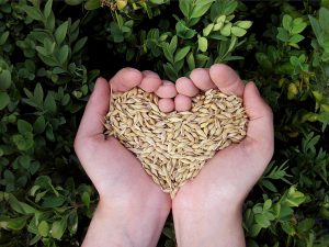 hands-heart-grains